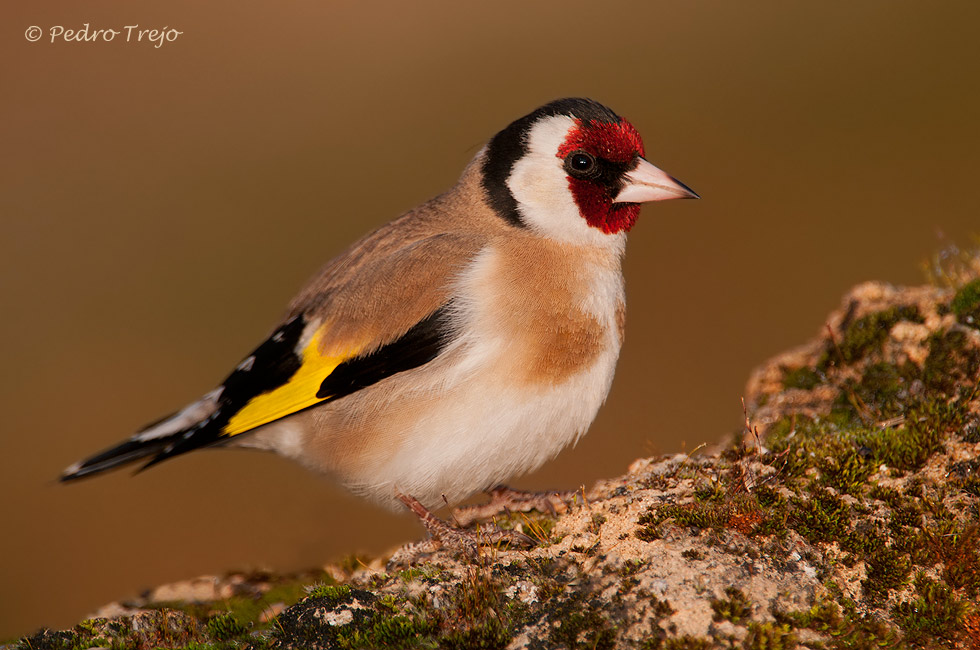 Jilguero (Carduelis carduelis)